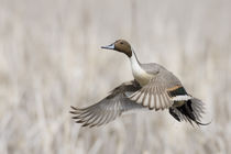 Pintail Duck in Flight by Danita Delimont