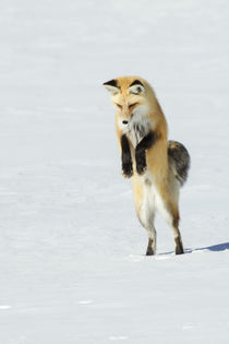 Red Fox Leaping von Danita Delimont