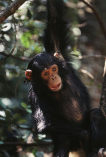 Africa, Young Chimpanzee hanging at forest. von Danita Delimont