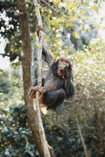 Africa, Young female Chimpanzee holding tree trunk. von Danita Delimont