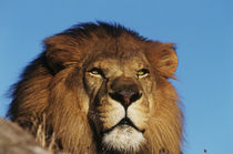 Close-up of African Lion by Danita Delimont