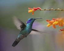 Green violet-ear hummingbird hovering at a flower. von Danita Delimont