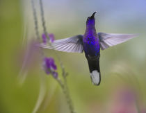 Male Violet Sabrewing hummingbird. von Danita Delimont