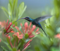 Green hermit hummingbird male feeding at a flower. von Danita Delimont