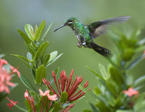 Female Green-crowned brilliant hummingbird . von Danita Delimont
