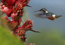 Purple-throated Woodstar hummingbird flying to a flower. von Danita Delimont