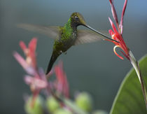 Sword-billed hummingbird feeding at a flower. von Danita Delimont