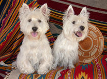 Two Westies sitting on Southwestern blankets. von Danita Delimont