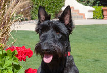 Scottish Terrier von Danita Delimont