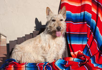 Scottish Terrier von Danita Delimont