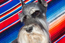 Schnauzer portrait with Mexican blanket von Danita Delimont