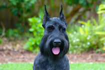 Portrait of a Giant Schnauzer von Danita Delimont