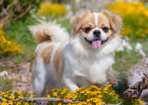 Tibetan Spaniel standing in flowers von Danita Delimont