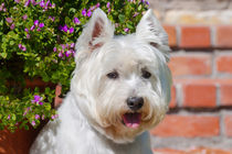 West Highland White Terrier portrait von Danita Delimont