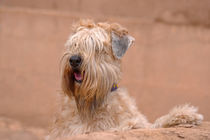 SOFT COATED WHEATEN TERRIER by Danita Delimont