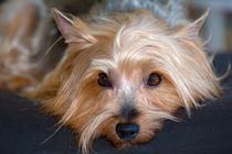 Yorkshire Terrier looking at you von Danita Delimont