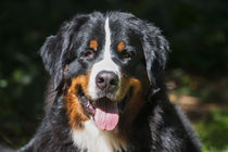 Portrait of Bernese Mountain Dog by Danita Delimont