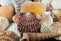 Detail of seashells from around the world. von Danita Delimont