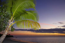 Palm trees and sunset, Plantation Island Resort, Malolo Lail... by Danita Delimont