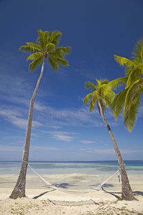 Hammock and palm trees, Plantation Island Resort, Malolo Lai... von Danita Delimont