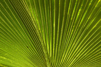 Palm frond, Nadi, Viti Levu, Fiji, South Pacific by Danita Delimont