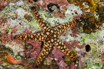 Indian Sea Star, Rainbow Reef, Fiji. von Danita Delimont