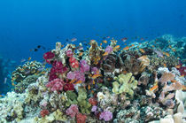 Scalefin Anthias & Coral reef von Danita Delimont