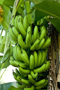 Bananas growing on Tutuila Island, American Samoa. by Danita Delimont