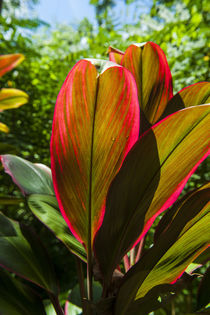 Pohnpei, Micronesia, Central Pacific by Danita Delimont