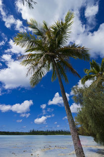 Bay de Ouameo, Ile des Pins, New Caledonia, South Pacific by Danita Delimont