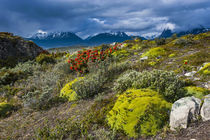 Colorful moss on an island in the Beagle Channel, Ushuaia, T... by Danita Delimont