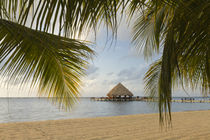 A palapa and sandy beach, Placencia, Belize by Danita Delimont