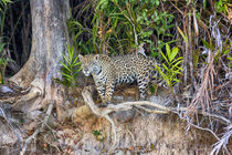 Brazil, Mato Grosso, The Pantanal, Rio Cuiaba, jaguar, by Danita Delimont