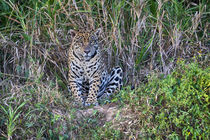 Brazil, Mato Grosso, The Pantanal, Rio Cuiaba, jaguar, by Danita Delimont
