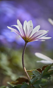 Blume, Flower von Georg Hirstein