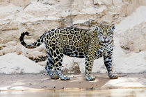 Brazil, Mato Grosso, The Pantanal, Cuiaba River, jaguar von Danita Delimont