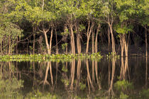 Brazil, Mato Grosso, The Pantanal, Rio Negro by Danita Delimont