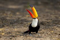 Brazil, Mato Grosso, The Pantanal, toco toucan by Danita Delimont