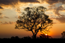 Brazil, Mato Grosso, The Pantanal, ipe tree, by Danita Delimont