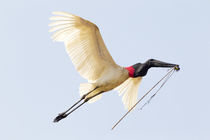 Brazil, Mato Grosso, The Pantanal, jabiru von Danita Delimont