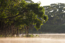 Brazil, Mato Grosso, The Pantanal, Rio Cuiaba by Danita Delimont