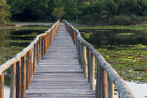 Brazil, Mato Grosso, The Pantanal, Porto Jofre, giant lily pads, von Danita Delimont