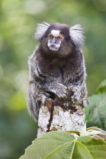 Brazil, Sao Paulo, Common marmosets in the trees. by Danita Delimont