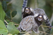 Brazil, Sao Paulo, Common marmosets in the trees. by Danita Delimont