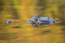 Brazil, Mato Grosso, The Pantanal, Black caiman in reflective water. by Danita Delimont