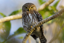 Brazil, Mato Grosso, The Pantanal, ferruginous pygmy owl in a tree. by Danita Delimont