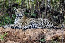 Brazil, Mato Grosso, The Pantanal, jaguar resting on the ban... by Danita Delimont