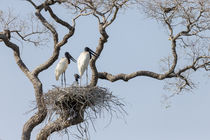 Brazil, Mato Grosso, The Pantanal, jabiru mates at the nest ... von Danita Delimont