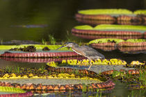 Brazil, Mato Grosso, The Pantanal, Porto Jofre, giant lily p... by Danita Delimont