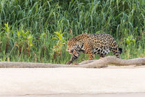 Brazil, Mato Grosso, The Pantanal, Rio Cuiaba, jaguar . by Danita Delimont